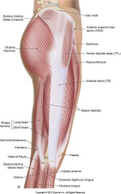 hip-abductor-muscles-diagram.jpg